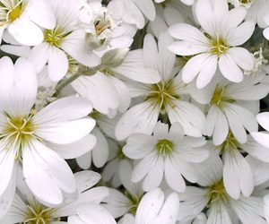 Abundance of white flowers