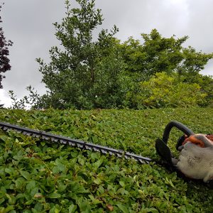 Hedge trimming by Vialii