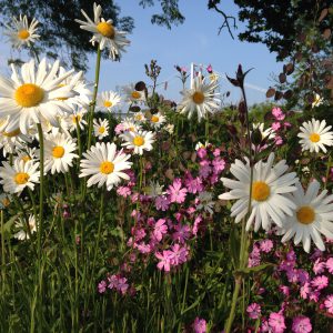 Wildflowers