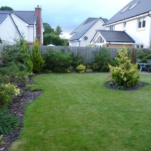 Before: a wiggly lawn and some conifers
