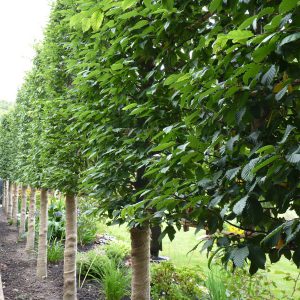Pleached hornbeam is a great boundary