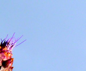 Cynara cardunculus