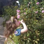 Having a smell of some roses at Alnwick Gardens