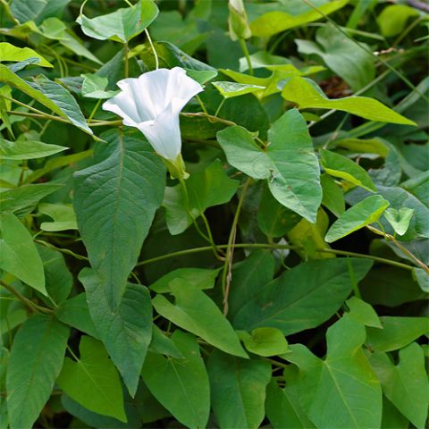 bindweed knotweed hedge cyb stems vialii