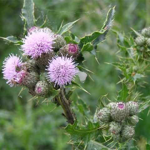 Creeping Thistle - Vialii Gardens