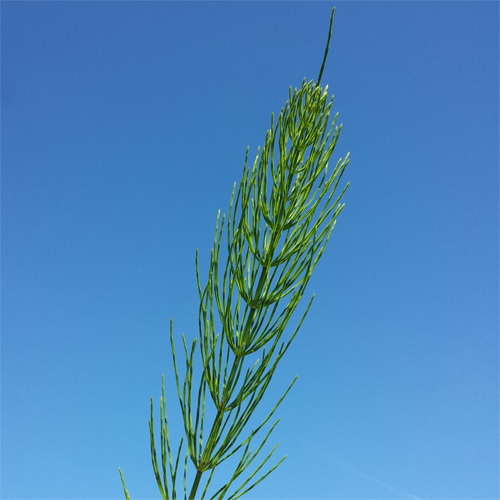 Mares Tail Leaves