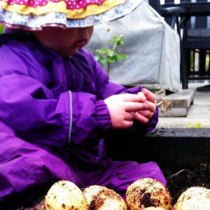 Lulu growing potatoes