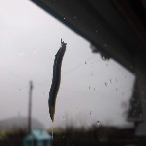 A slug going for a wander up our patio door!