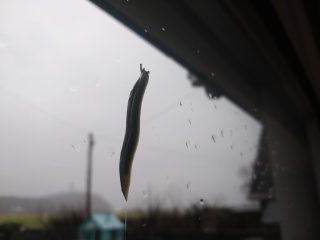 A slug going for a wander up our patio door!