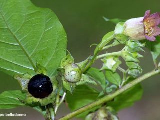 Deadly or Woody Nightshade