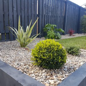 Box balls and phormium create strong shapes in the garden