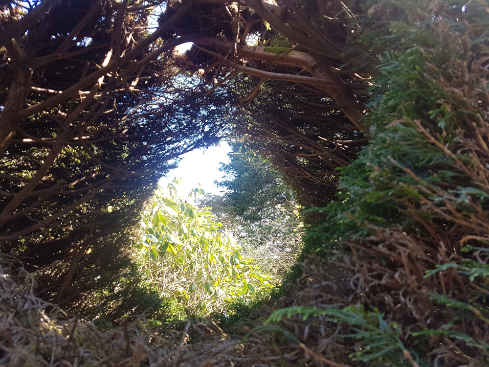 Hole in hedge