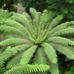 Planting Dicksonia antartctica is a great way to make a bold statement in your garden