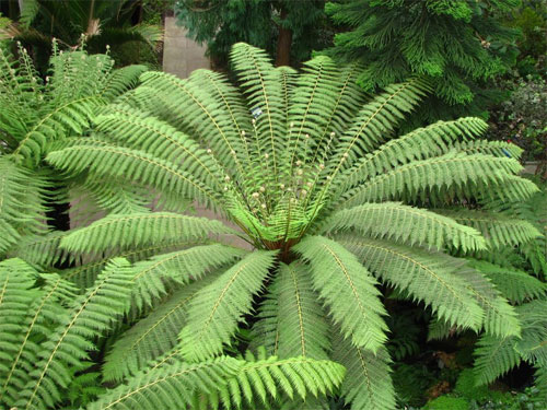 Planting Dicksonia antartctica is a great way to make a bold statement in your garden