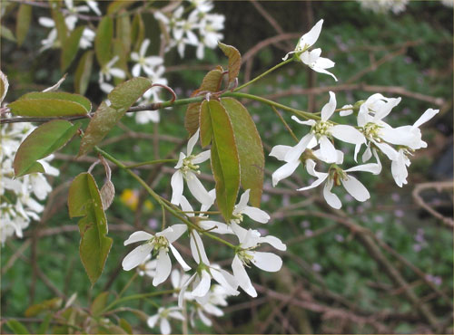Amelanchier canadensis is a beautiful shrub