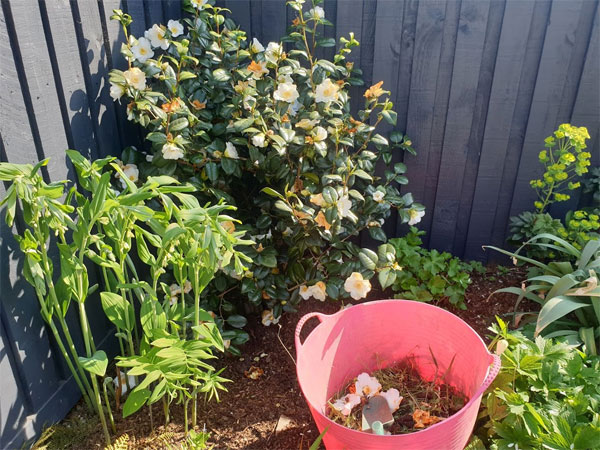 Deadhead your camellias to keep them looking in tip-top condition