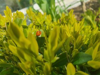 This little ladybug is in our front garden