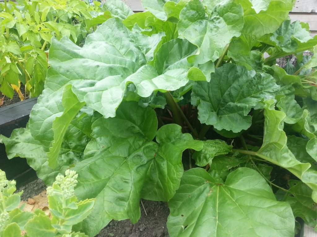 Our rhubarb patch