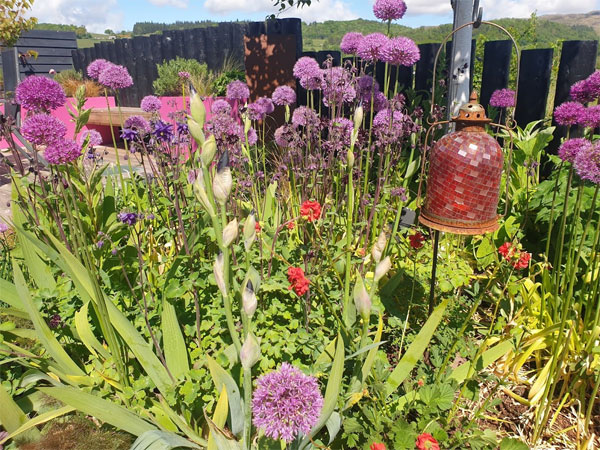 Alliums are looking amazing in our garden at the moment