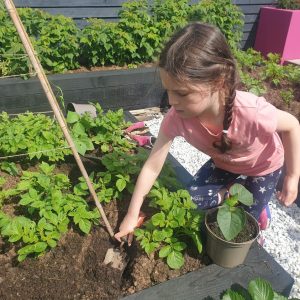 Lulu planted the beans as companion plants to our potatoes