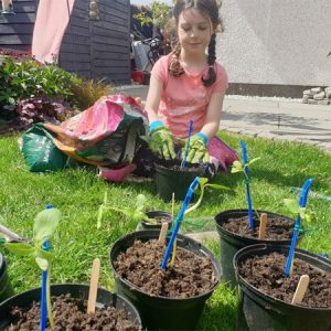 Pot on your sunflowers and stake them for the best results