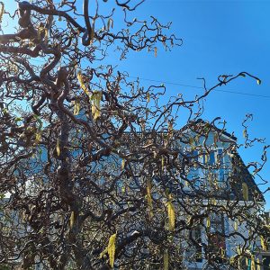 Contorted hazel is perfect with its twisty stems are a cut above the rest