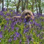 Make sure you don't crush the bluebells on walks