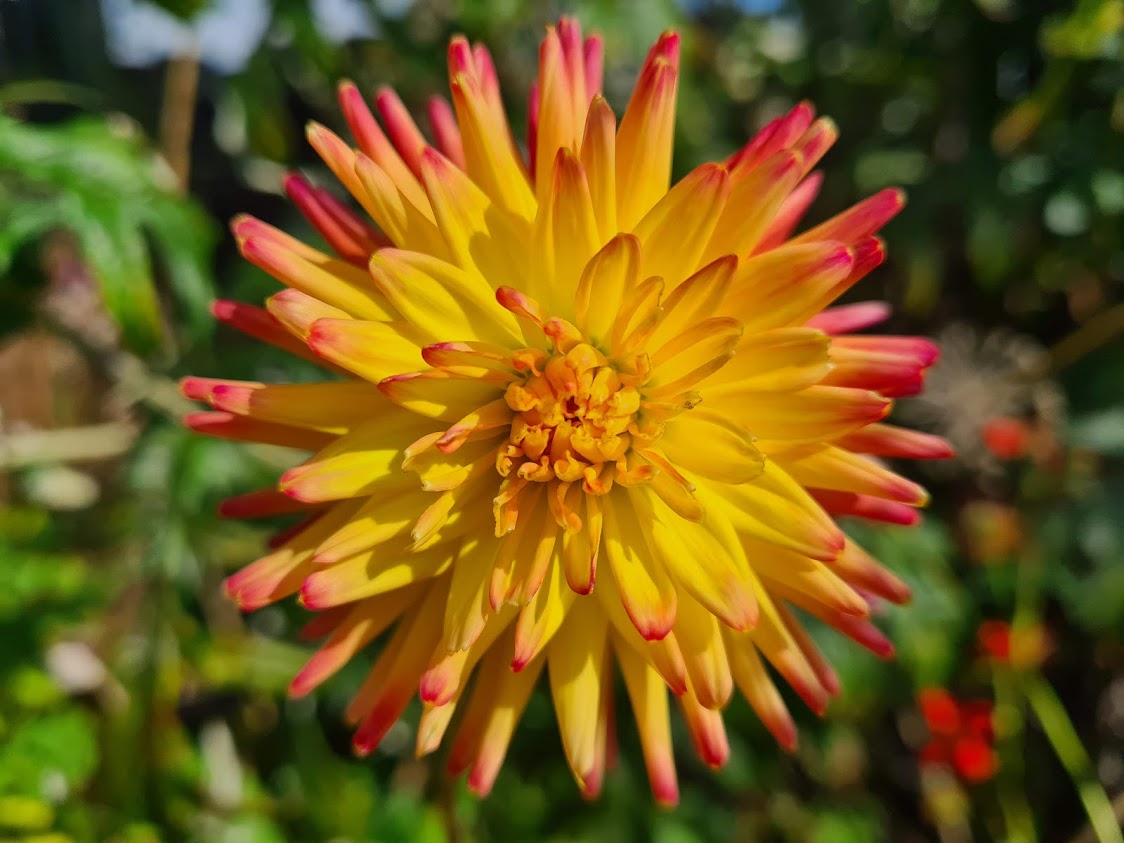 Our plant of the year for 2022 is the dahlia