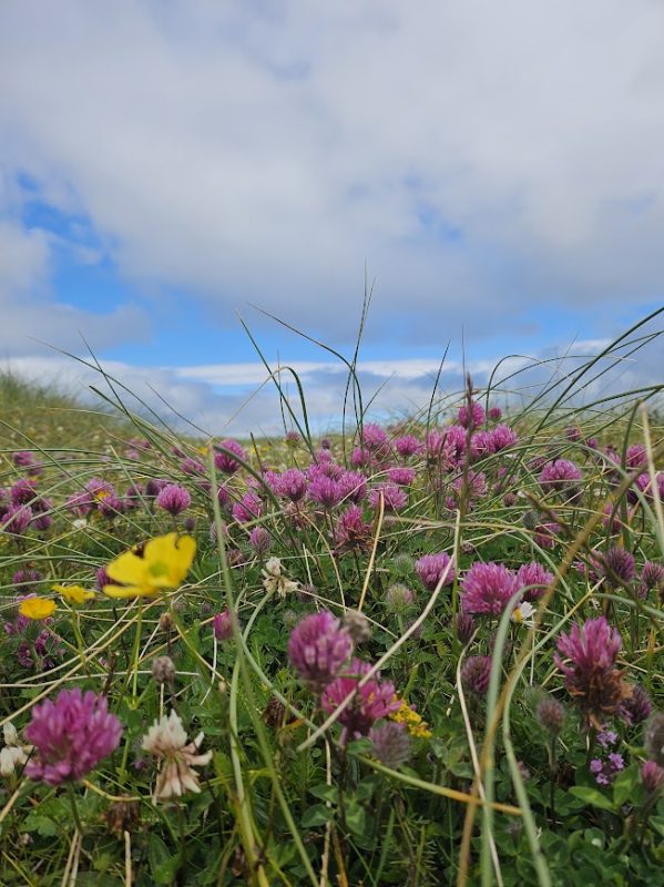 Marvellous machair