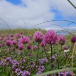 Marvellous machair