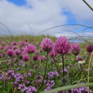 Marvellous machair