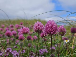 Marvellous machair