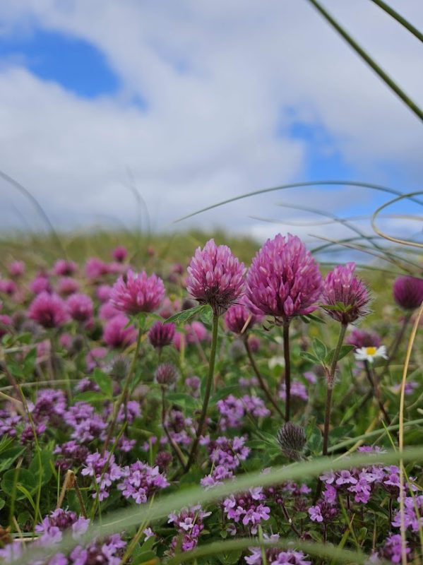 Beautiful machair wildflowers