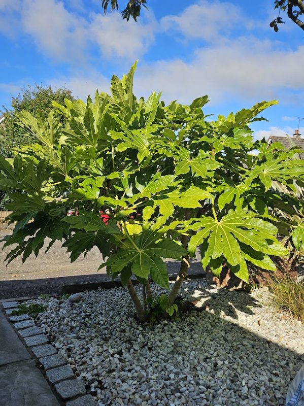 Fatsia japonica has a great structure when it is pruned