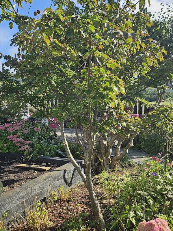 Cornus kousa are another great choice to prune.