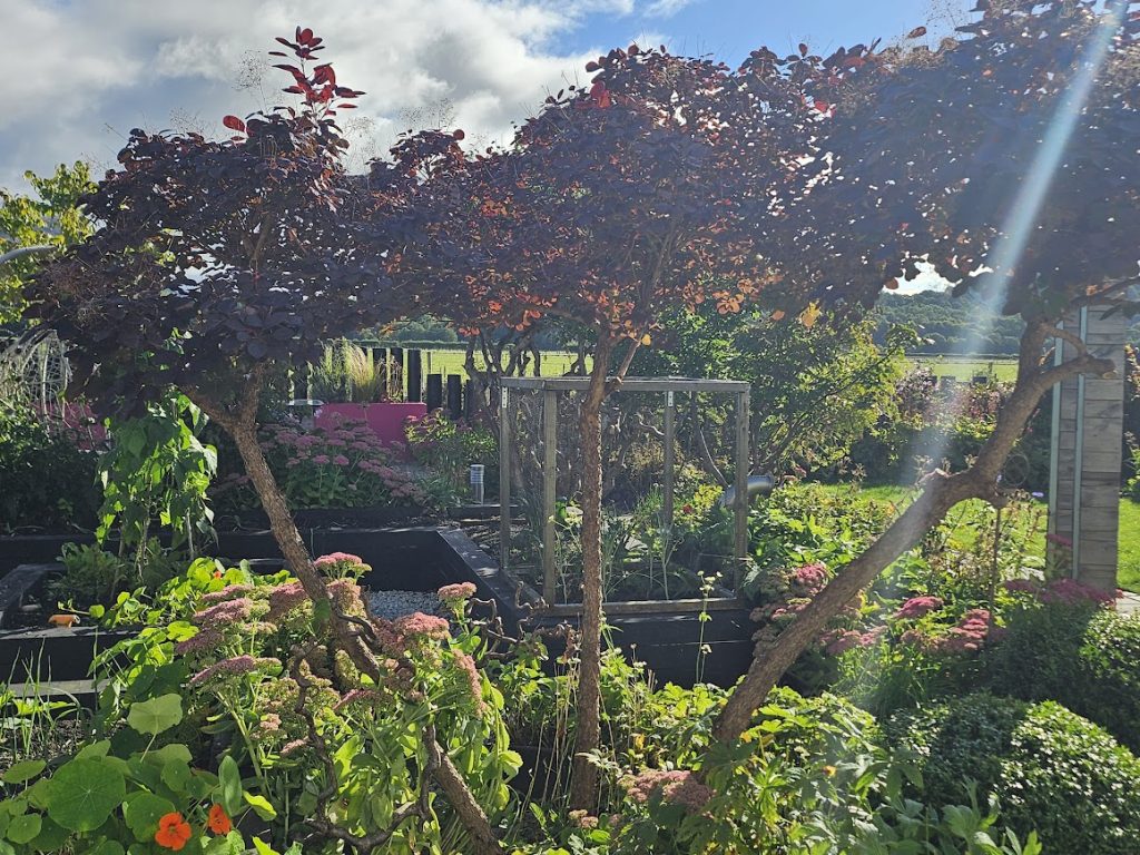 Light can pass through plants such as this smoke bush (cotinus) once the canopy is raised allowing other plants to thrive.