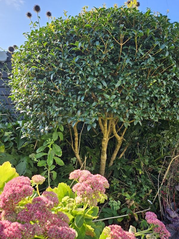 Osmanthus looking neat and tidy after its trim