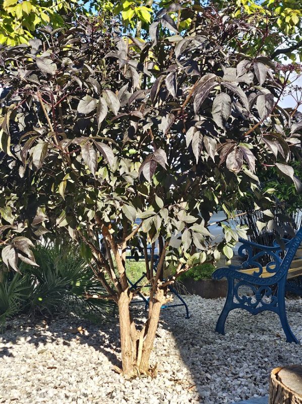 Black elder (sambucus nigra) looks great with its canopy raised.