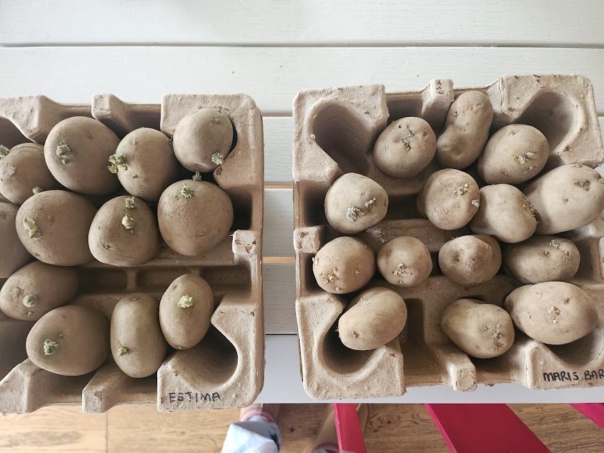 Seed potatoes are an easy place to start