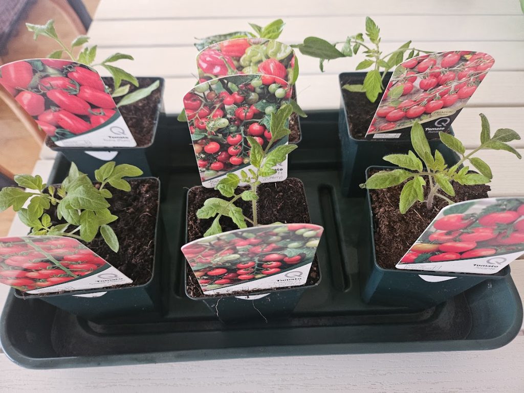 Tomato plants are great for a head start